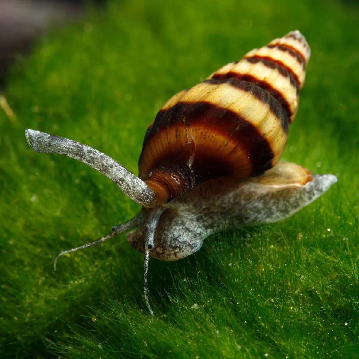 Suikastçı salyangoz (Anentome helena)