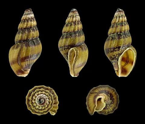 Suikastçı salyangoz (Anentome helena)