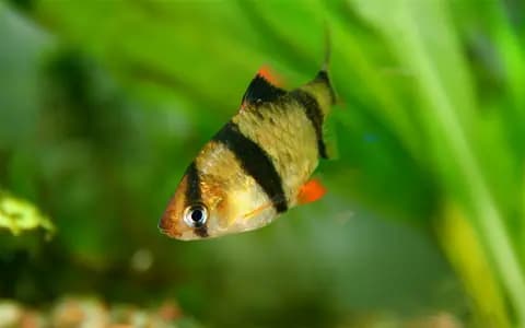 Sumatra barbusu (Puntigrus tetrazona)