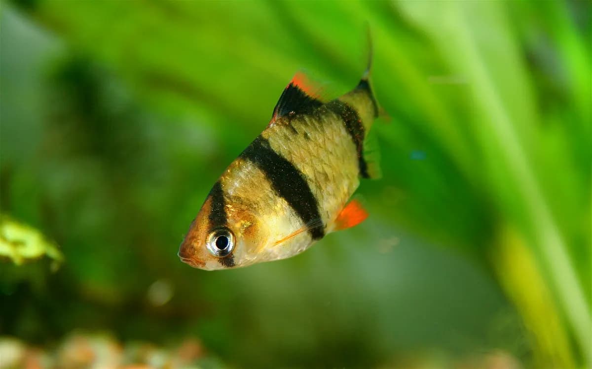 Sumatra barbusu (Puntigrus tetrazona)