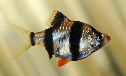 Sumatra barbusu (Puntigrus tetrazona)