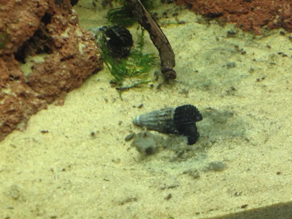Tavşan salyangozu (Tylomelania sp.)