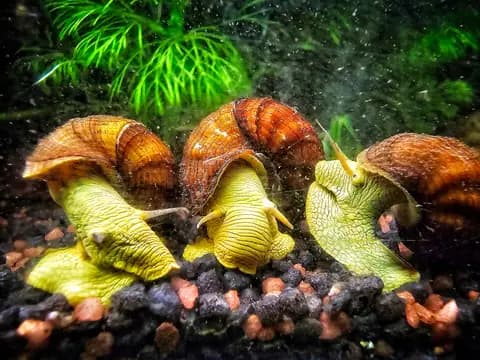 Tavşan salyangozu (Tylomelania sp.)