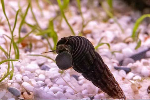 Tavşan salyangozu (Tylomelania sp.)