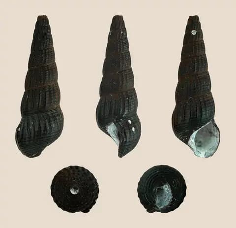 Tavşan salyangozu (Tylomelania sp.)