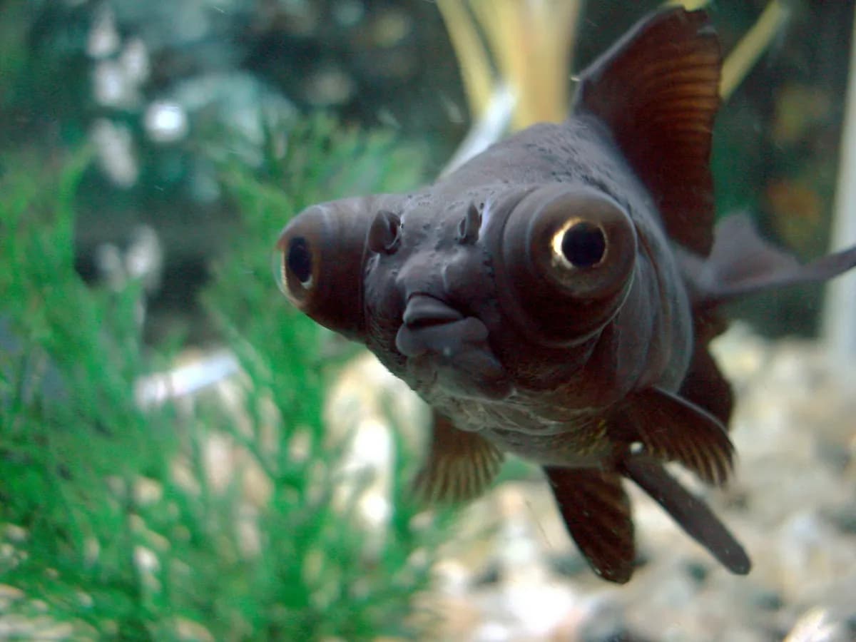 Teleskop (demekin) (Carassius auratus)