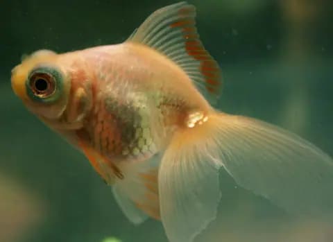 Teleskop (demekin) (Carassius auratus)