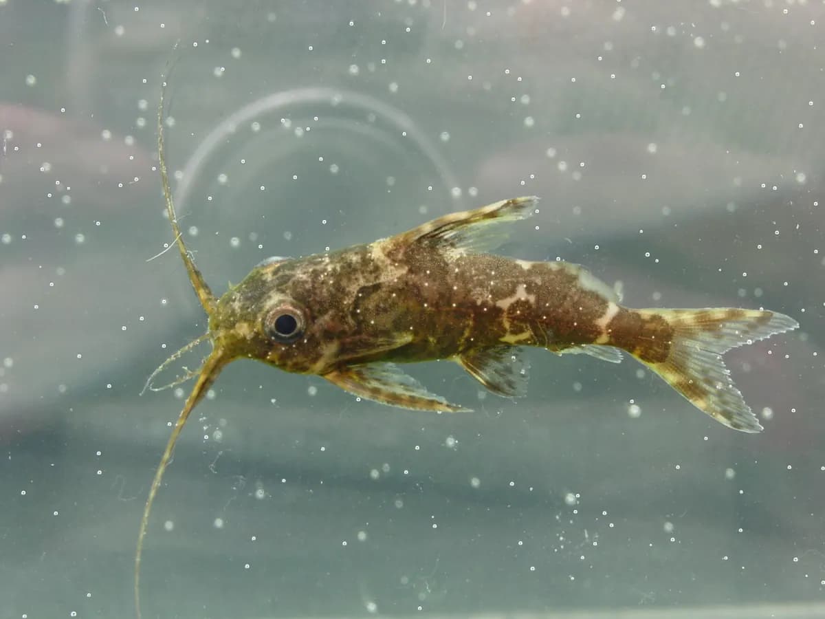 Ters yüzen kedi balığı (Synodontis nigriventris)