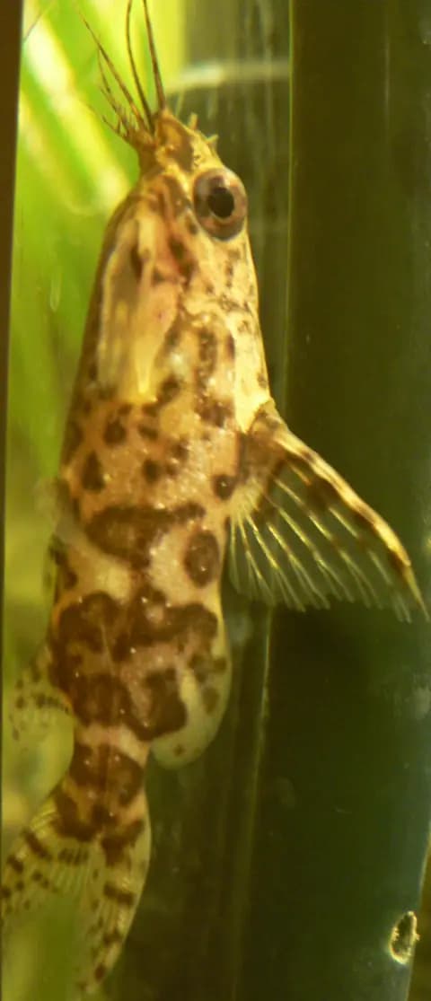 Ters yüzen kedi balığı (Synodontis nigriventris)