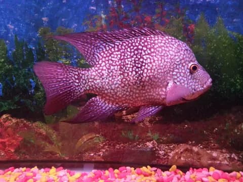 Texas ciklet (Herichthys cyanoguttatus)