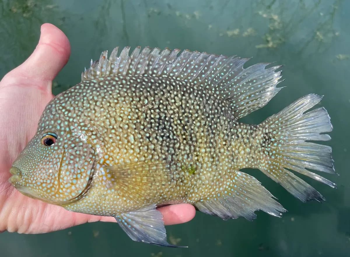 Texas ciklet (Herichthys cyanoguttatus)