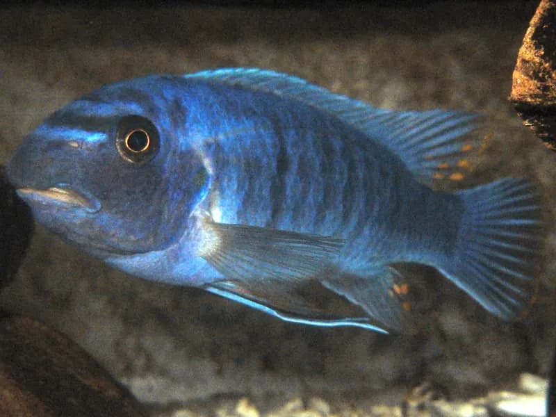 Trewavasae (Labeotropheus trewavasae)