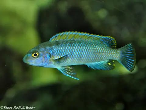 Trewavasae (Labeotropheus trewavasae)