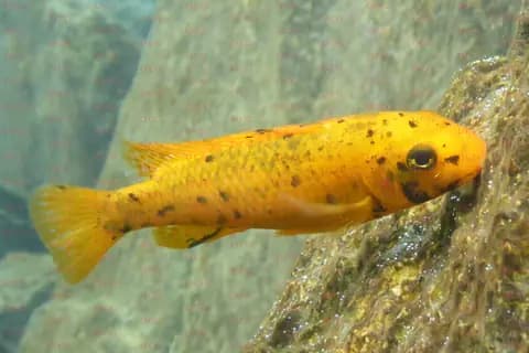 Trewavasae (Labeotropheus trewavasae)