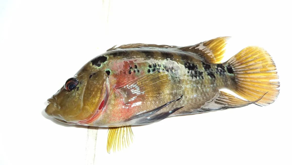 Trimak (Amphilophus trimaculatus)