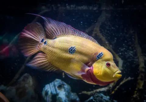 Trimak (Amphilophus trimaculatus)