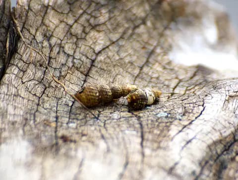 Trompet salyangozu (Melanoides tuberculata)