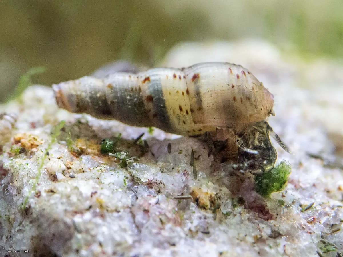 Trompet salyangozu (Melanoides tuberculata)