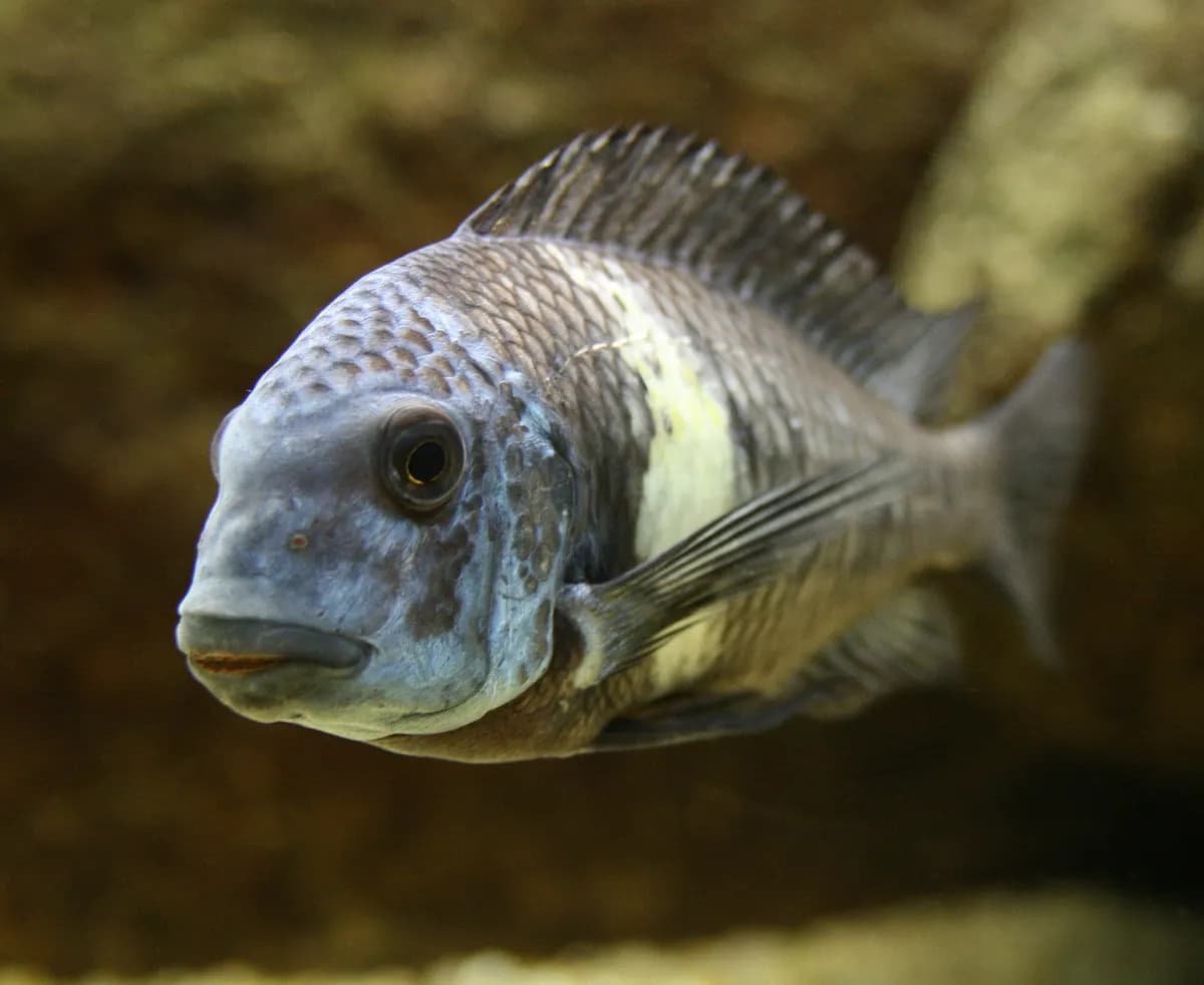 Tropheus duboisi (Tropheus duboisi)