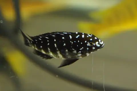Tropheus duboisi (Tropheus duboisi)