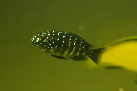 Tropheus duboisi (Tropheus duboisi)