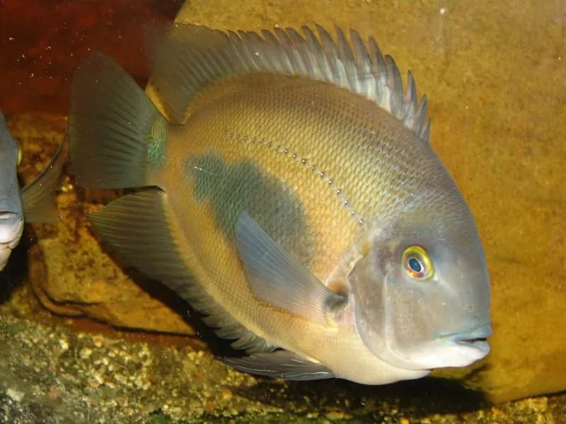 Uaru (Uaru amphiacanthoides)