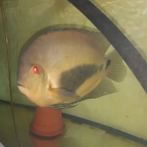 Uaru (Uaru amphiacanthoides)