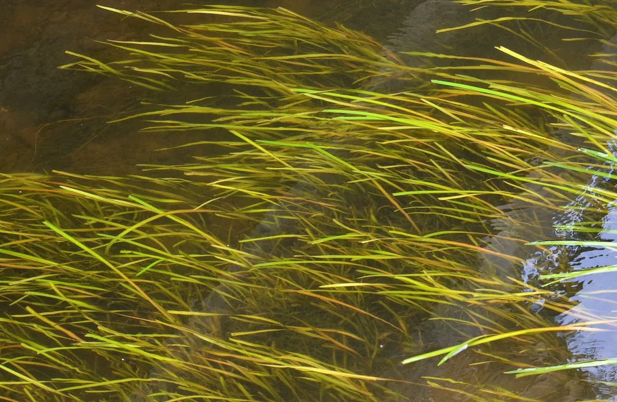 Vallisneria (Vallisneria spiralis)