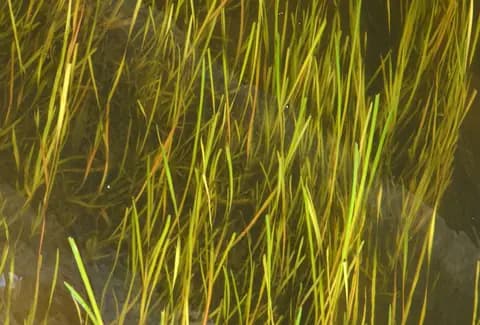 Vallisneria (Vallisneria spiralis)
