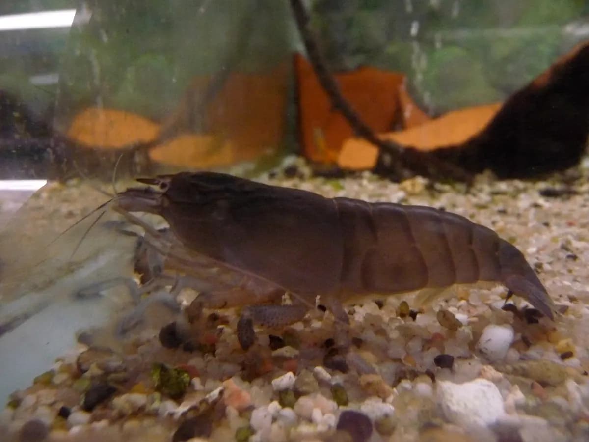 Vampir karides (Atya gabonensis)