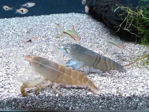 Vampir karides (Atya gabonensis)
