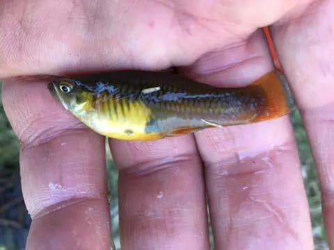 Variatus plati (Xiphophorus variatus)