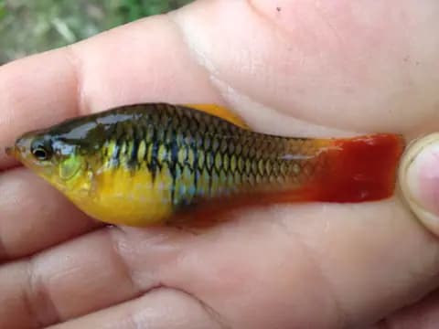 Variatus plati (Xiphophorus variatus)