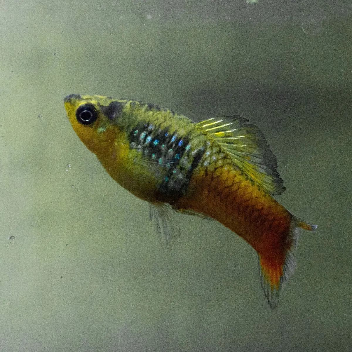 Variatus plati (Xiphophorus variatus)