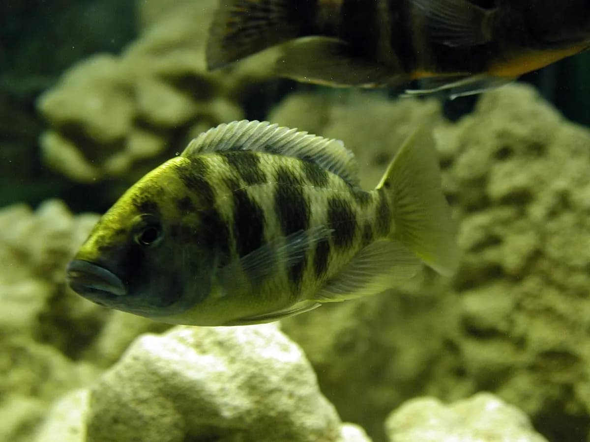 Venustus (Nimbochromis venustus)