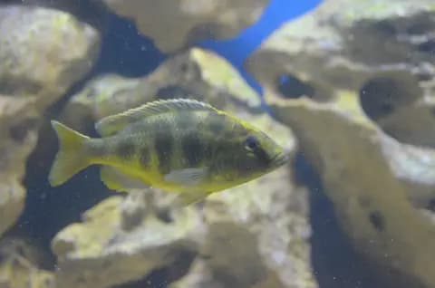 Venustus (Nimbochromis venustus)