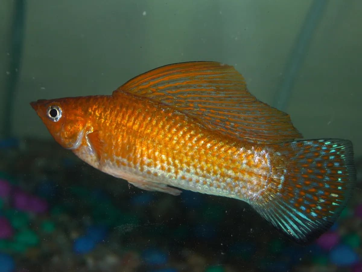 Yelken moli (Poecilia velifera)
