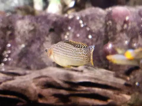 Yelken moli (Poecilia velifera)