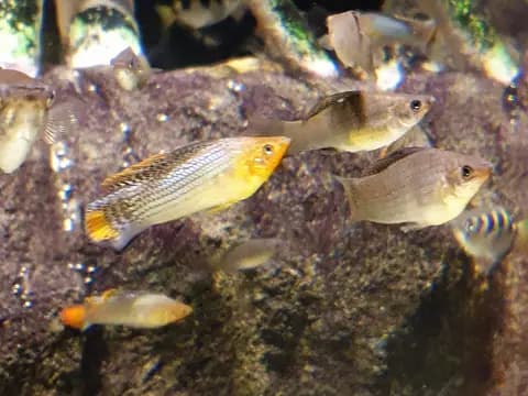 Yelken moli (Poecilia velifera)