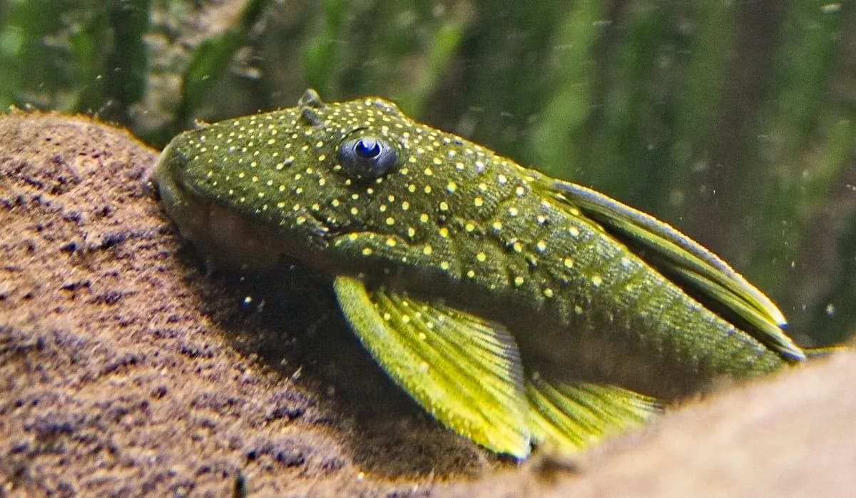 Yeşil fantom vatoz (L200) (Hemiancistrus subviridis)