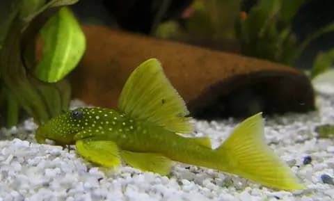 Yeşil fantom vatoz (L200) (Hemiancistrus subviridis)