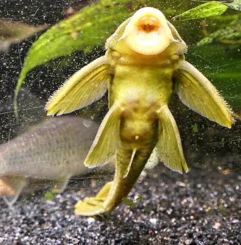 Yeşil fantom vatoz (L200) (Hemiancistrus subviridis)