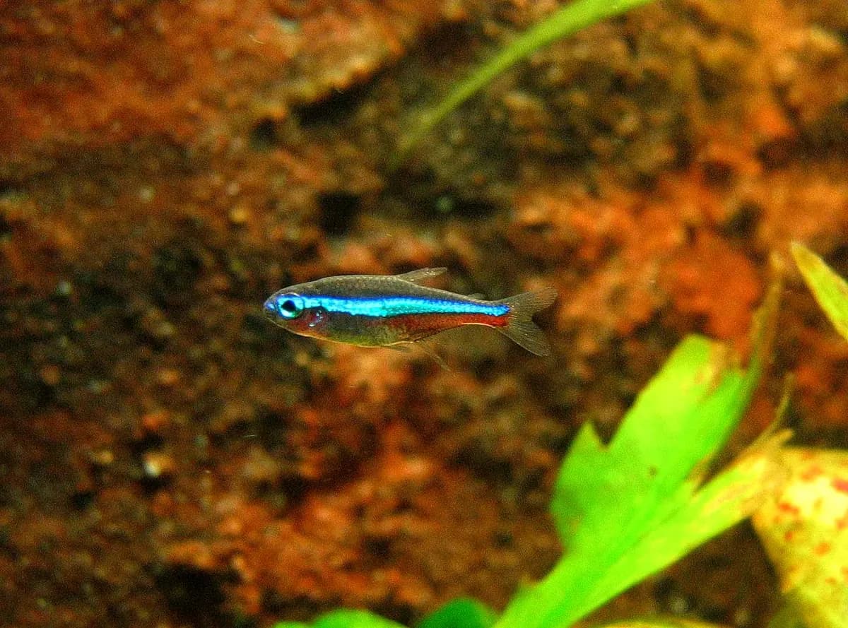 Yeşil neon tetra (Paracheirodon simulans)