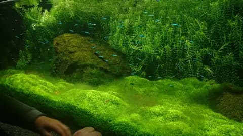 Yeşil neon tetra (Paracheirodon simulans)