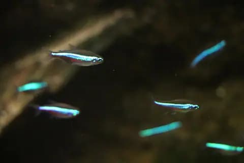 Yeşil neon tetra (Paracheirodon simulans)
