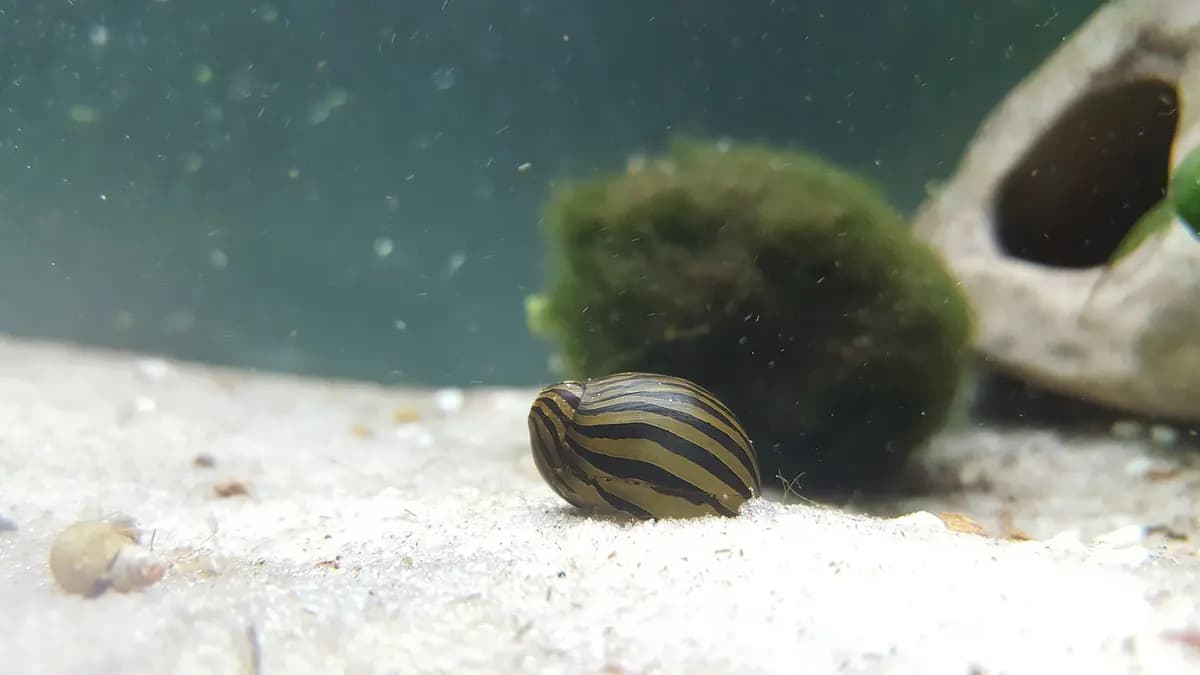 Zebra neritina (Neritina natalensis)