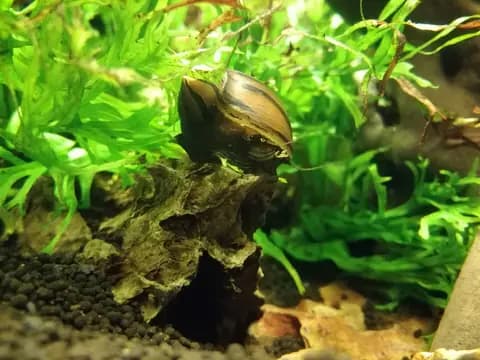 Zebra neritina (Neritina natalensis)