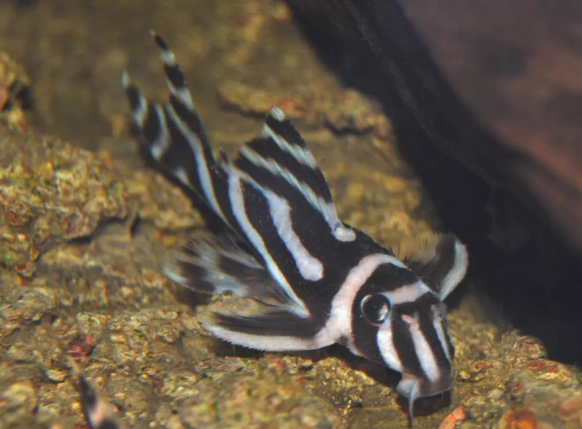 Zebra vatoz (Hypancistrus zebra)