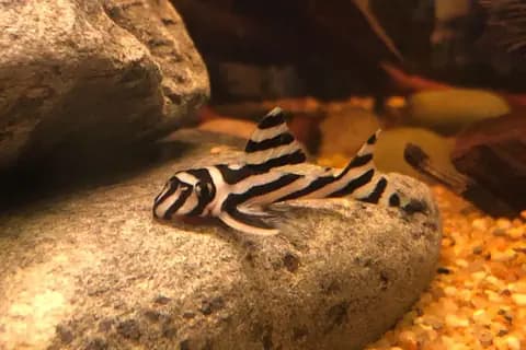 Zebra vatoz (Hypancistrus zebra)
