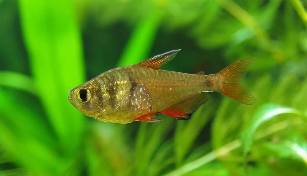 Alev tetra (Hyphessobrycon flammeus)